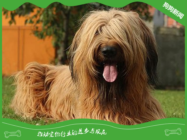 什么是伯瑞犬？伯瑞犬简介