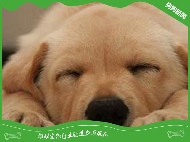 狗狗一天能睡多久？