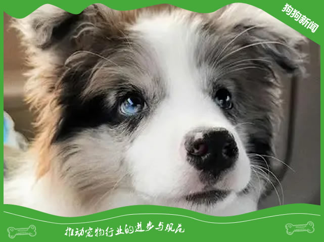 为什么叫陨石边牧呢