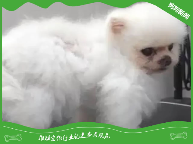 狗狗正常大便什么样子算正常