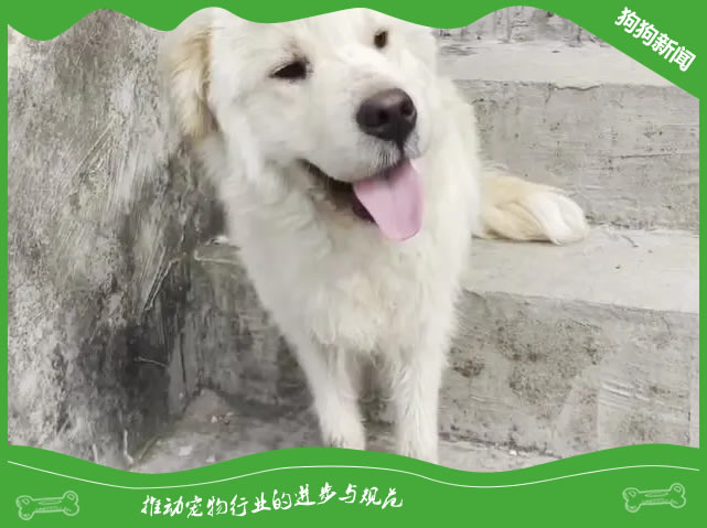 狗狗在家生产注意事项和饮食