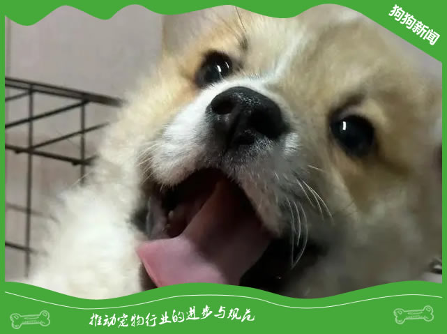 狗狗抽搐是什么原因,该如何治疗
