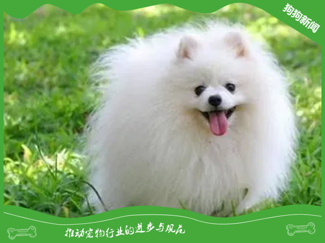 博美茶杯犬好养吗