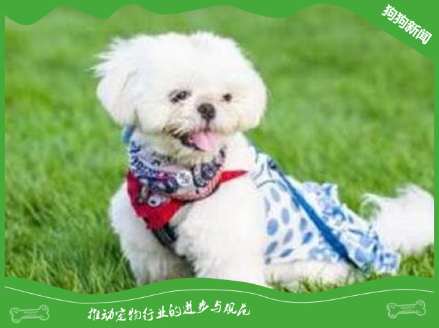 狗狗掉毛严重的两类原因