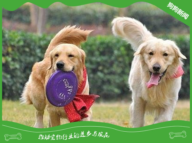 如何保证狗狗游泳时的安全？