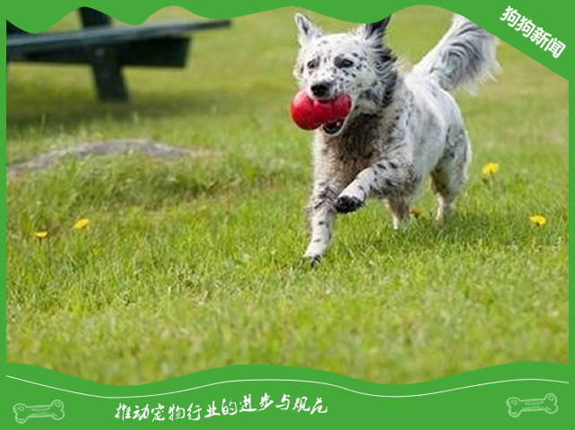 狗狗不听话叫不回来怎么办？