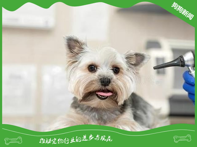 犬外耳炎怎么诊断？
