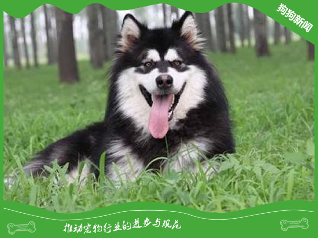 犬全骨炎原因|诊断|预防及治疗方法