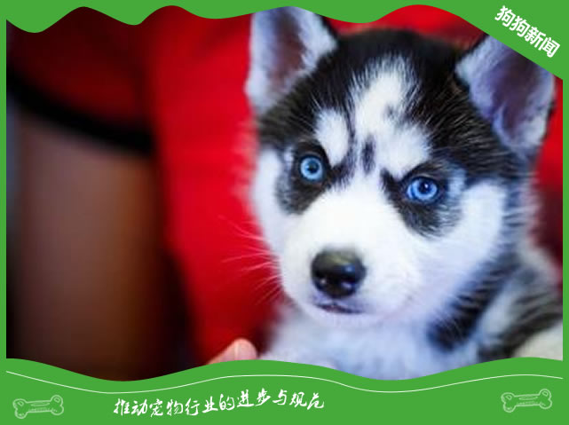 犬疱疹病毒原因|诊断|预防及治疗方法