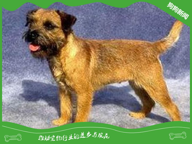 边境梗外貌特征及价格