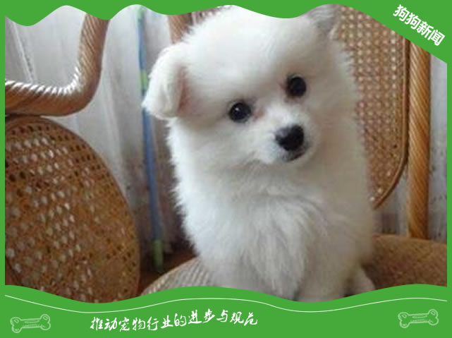 立耳犬不立耳怎么办?
