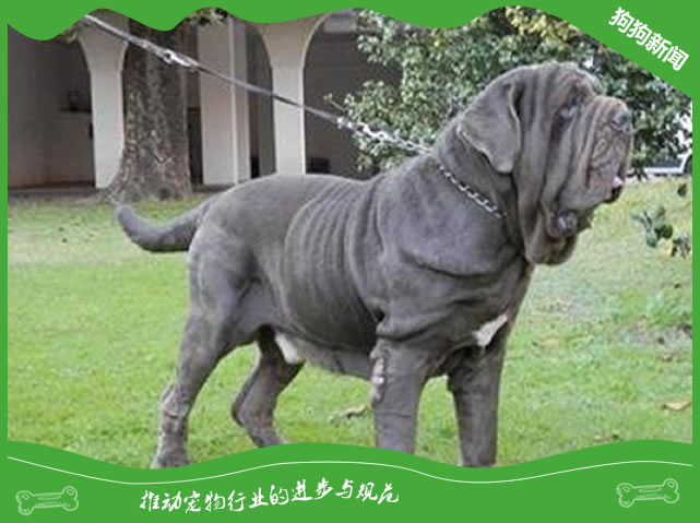 纯种纽波利顿图片|纽波利顿犬标准