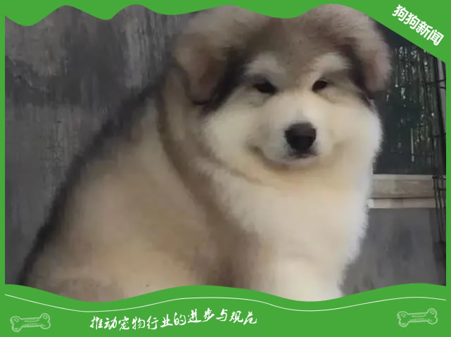 保持阿拉斯加犬健康长寿，专家揭秘