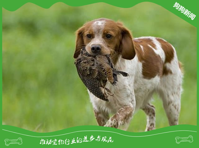 纯种布列塔尼犬图片|布列塔尼犬标准