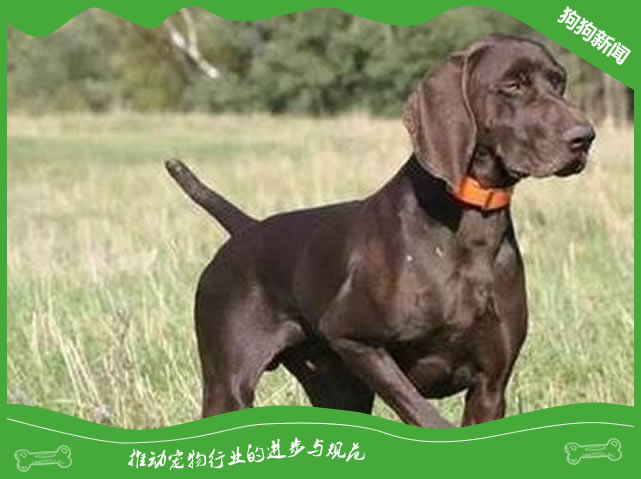 纯种波音达犬图片|波音达犬标准