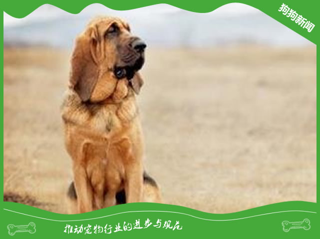 纯种寻血猎犬图片|寻血猎犬标准