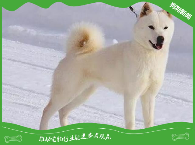 北海道犬的体态特征及生活习性