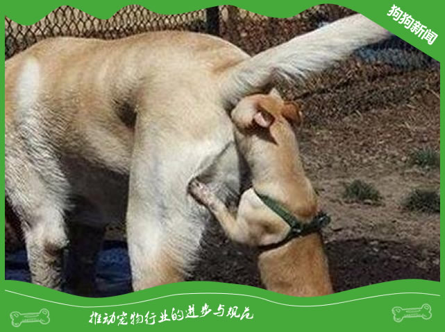 狗狗为什么喜欢互相嗅屁股