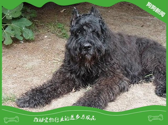 纯种波兰德斯布比野犬形态特征