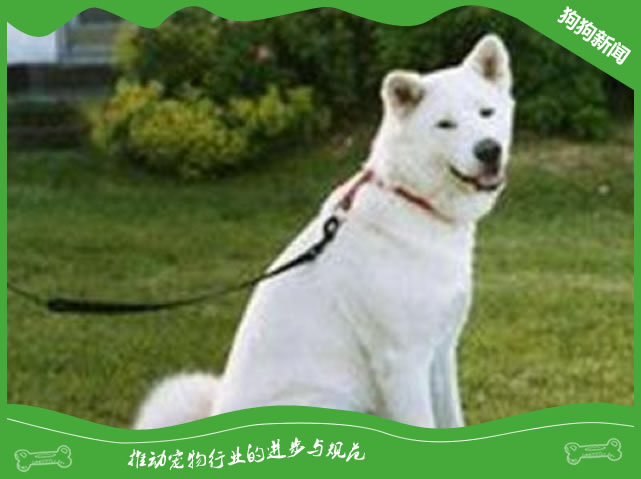 纪州犬价格|图片|饲养方法|体态特征
