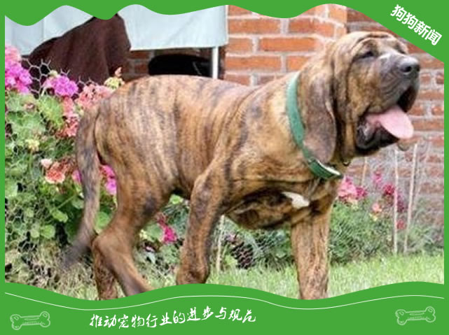 巴西獒体型特征及饲养攻略