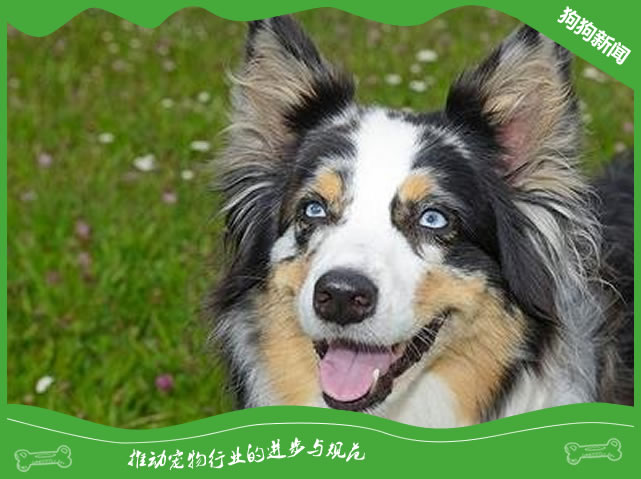 澳大利亚牧羊犬饲养技巧