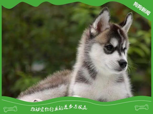 犬库欣氏综合症原因|诊断|预防及治疗方法