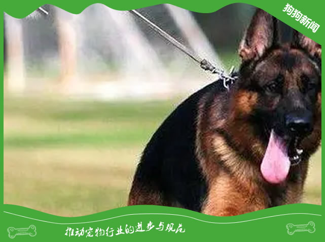 教你养出健康德国牧羊犬！