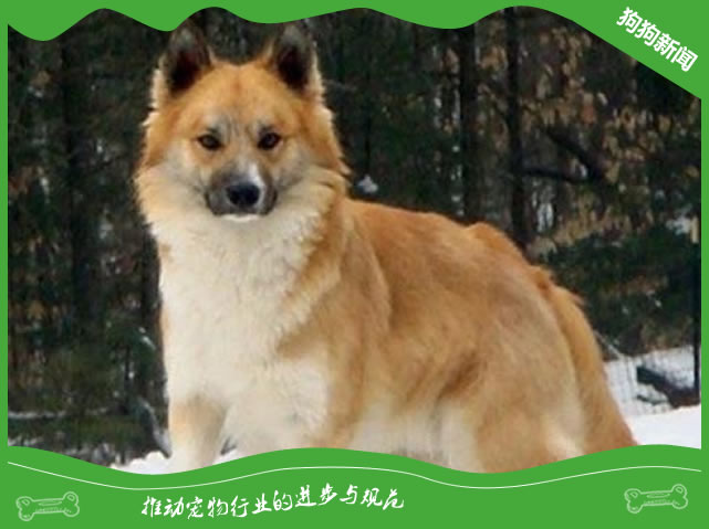 冰岛牧羊犬挑选方法