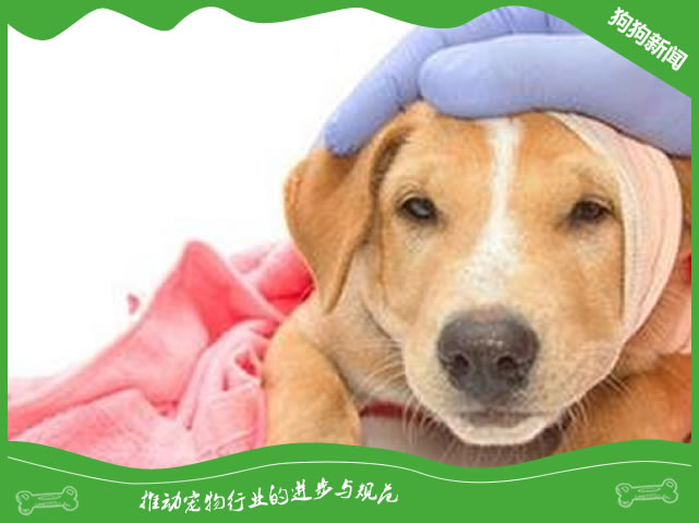 小狗外伤性出血怎么处理?