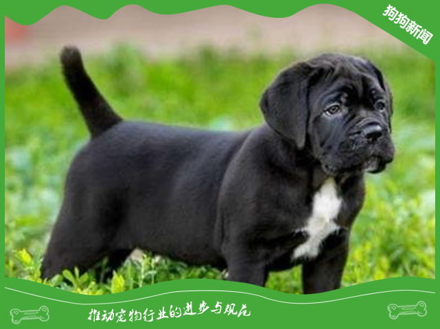 卡斯罗犬应当如何喂养?