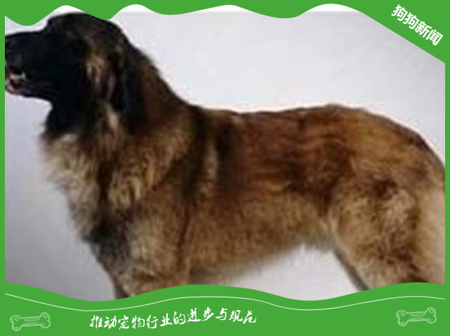 埃斯特卑拉山犬价格及饲养技巧