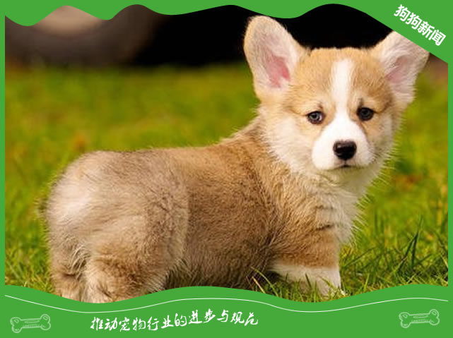 在狗狗断尾之后要如何护理?