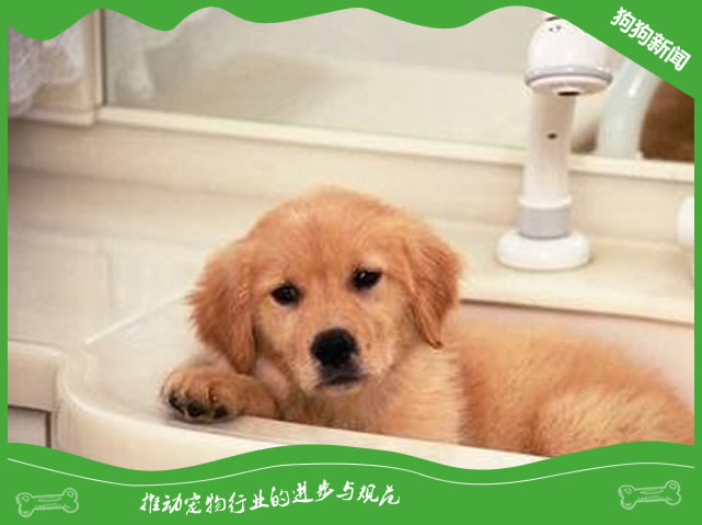 一个月大的狗狗能洗澡吗？