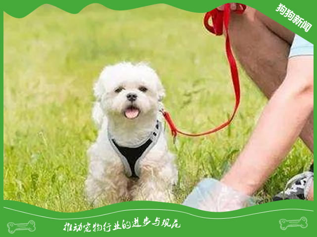 带狗子出门“郊游”，要留意些哪些？