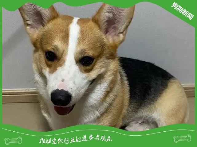 狗狗有眼屎怎么办，吃点什么药管用？