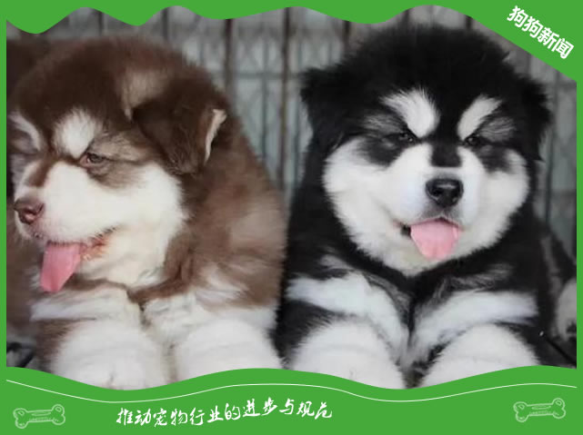 上班族养狗建议别养阿拉斯加，看完就知道为什么了
