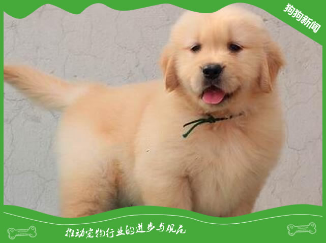金毛犬刚到家怎么养，金毛的饮食要求