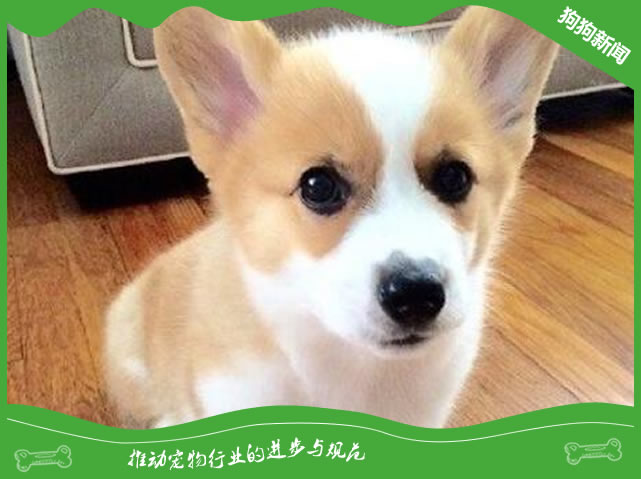 新手喂养柯基幼犬有哪些注意事项