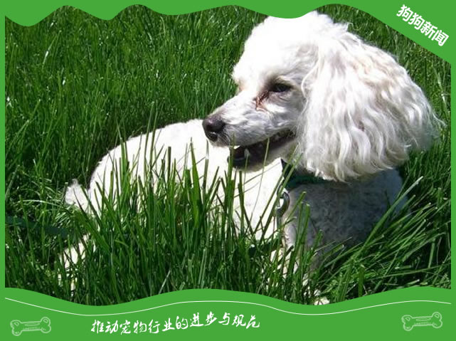 怎样给贵宾犬进行螨虫防治