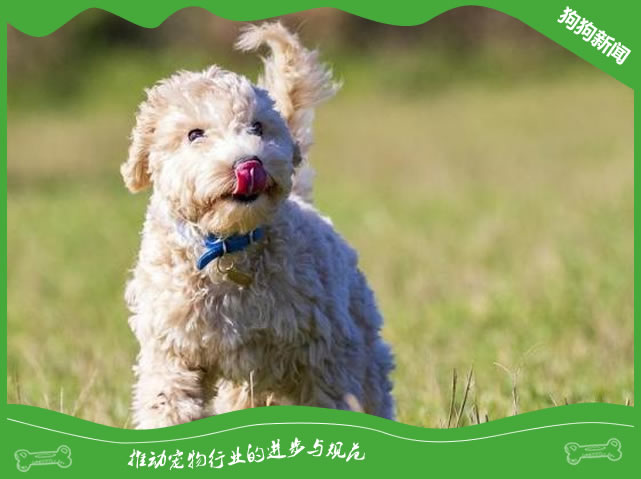 比熊犬不长个儿是怎么回事呢
