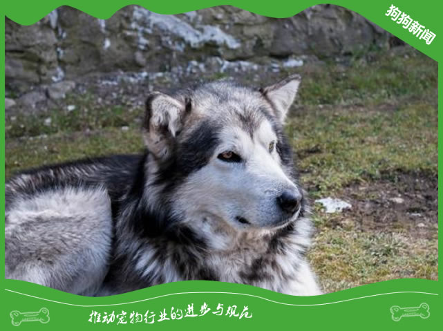 对于没有养过阿拉斯加的小白来说，初次养应注意什么呢