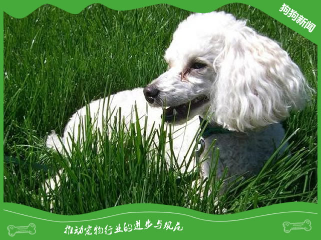贵宾犬怎么无缘无故抑郁了呢？