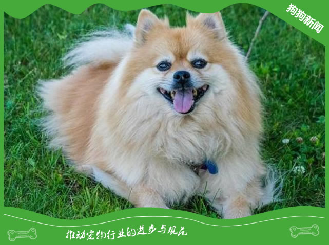博美犬身材大变样是怎么回事呢？