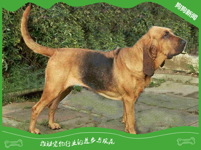 世界名犬之寻血猎犬