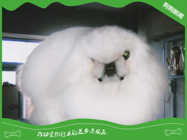 世界名犬之鹰叭犬