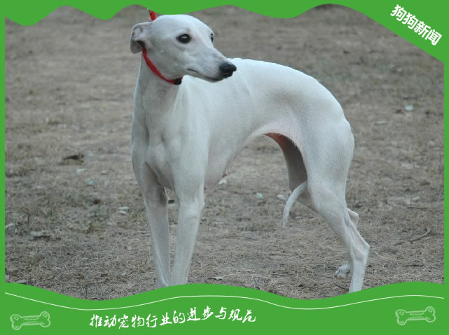 世界名犬之惠比特