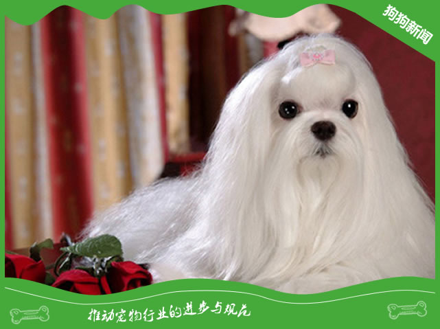 世界名犬之玛尔济斯