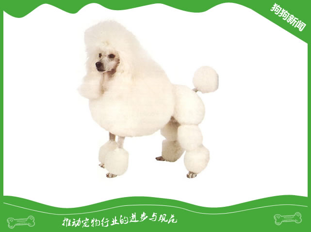 世界名犬之迷你贵宾