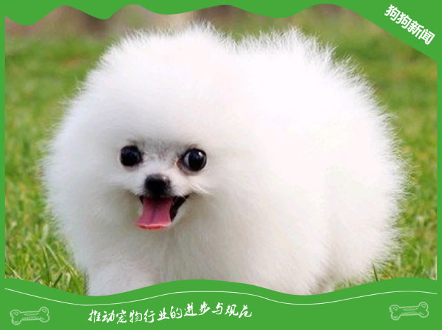 世界名犬之博美